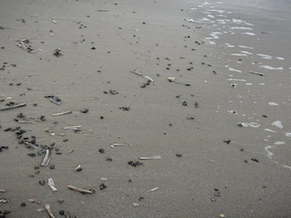 Ferienpark Julianadorp Umgebung 31