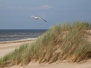 Maison de vacances Noordwijk Environnement 23