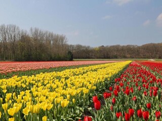 Ferienpark Noordwijk Umgebung 25