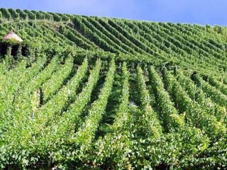 Vakantiepark le thillot Omgeving 11