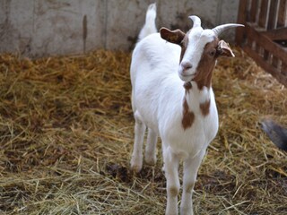 eine unserer Ziegen