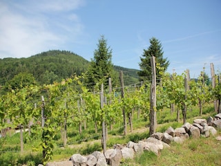 Ferienpark le thillot Außenaufnahme 2