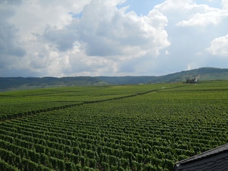 Blick auf die Weingärten