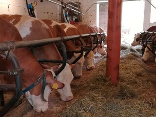 Boerderij Völs am Schlern Buitenaudio-opname 15