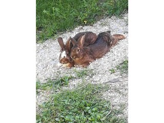 Boerderij Völs am Schlern Buitenaudio-opname 22