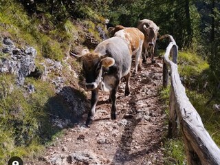 Fattoria Völs am Schlern Ambiente 38