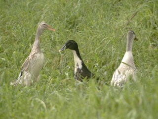 Fattoria Völs am Schlern Registrazione all'aperto 16
