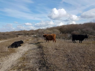 Appartamento Den Haag Ambiente 47