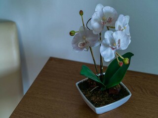 Appartement Lumbarda  14