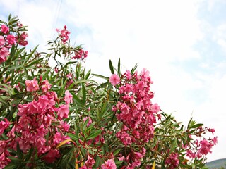 Apartment Ston Außenaufnahme 4