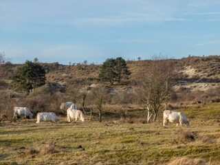 Vakantiehuis Nieuw-Haamstede  58