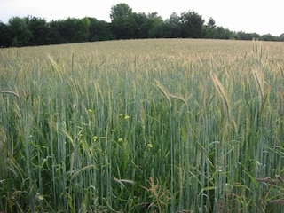 Ferienhaus Margraten Umgebung 7