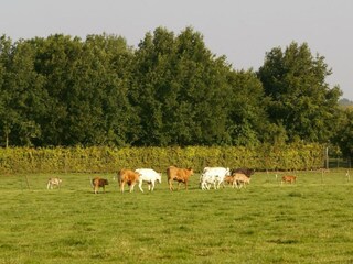 Casa per le vacanze Margraten Ambiente 7
