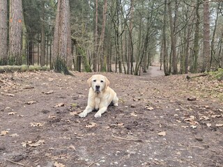 Enjoy long forest walks where dogs can roam freely.
