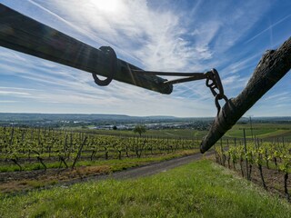 Weinberge mit Blick auf Lalo