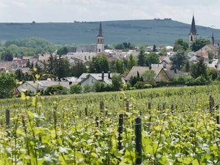 Blick aus den Weinbergen auf Langenlonsheim