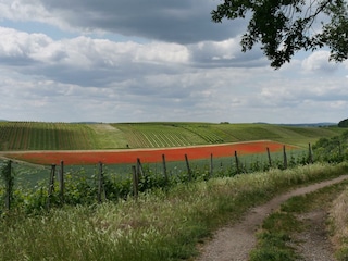 Spaziermöglichkeit in den Weinbergen und im Wald