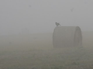 herbstlicher Nebel an der Nahe