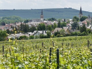Blick aus den Weinbergen auf Langenlonsheim