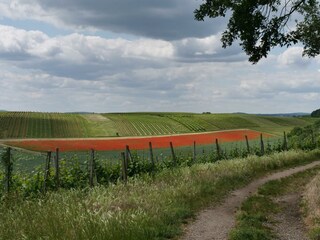 Spaziermöglichkeit in den Weinbergen und im Wald