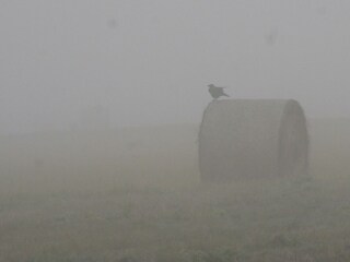 herbstlicher Nebel an der Nahe