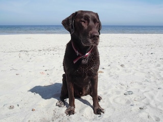Hier ist 1 lieber Hund immer willkommen!