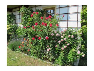 Rosenblüte