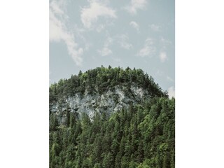 Wald Sommer