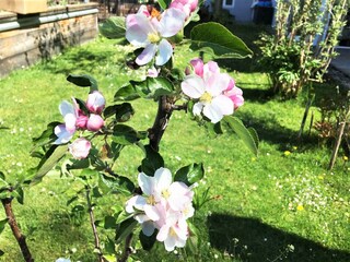 unser Garten schön mit Blumen zu jeder Jahreszeit
