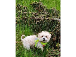 Hunde sind gerne willkommen