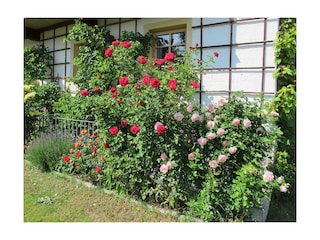 Rosenblüte