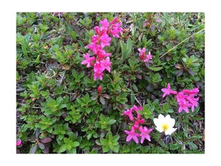 Wandern in den Bergen Almrosen