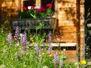 Blumenwiese mit Wildkräutern, Bienen und Orchideen
