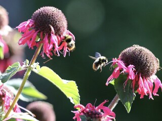 Rudbeckie mit Bienen