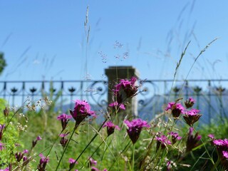 Nelken im Himmelblau