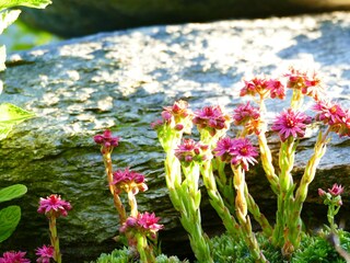 Steinbrech beim Stoanmandl