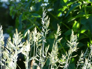 Gartengras am Wasserlauf