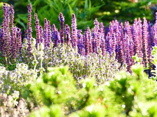 Salbei Thymian und Minze