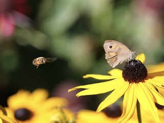 Sonnenaugen mit Schmetterling und Biene