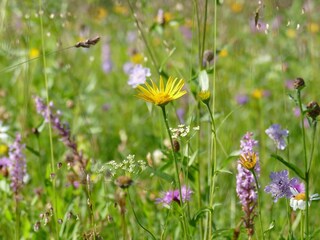 Wiesenblick auf Blumen, Wildkräutern und Tieren