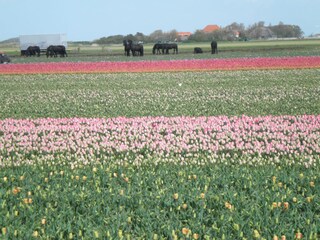 Tulpen