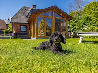 1 lieber Hund ist herzlich willkommen