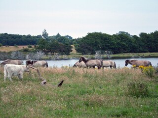 Wildpferde auf der Birk