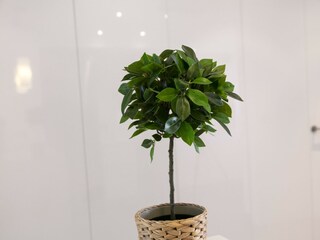 Apartment Xeraco Features 36