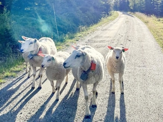 Vakantiehuis Welt  9