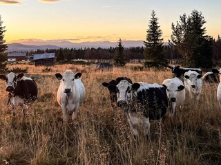 Vakantiehuis Welt  21