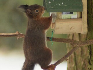 Chalet Brecht Omgeving 23