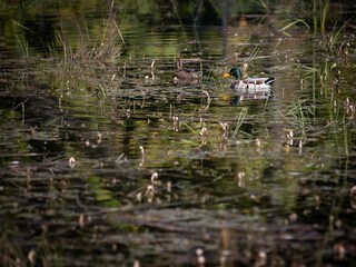 Casa de vacaciones Gedinne  30