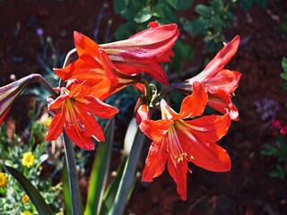 Apartamento Valbandon  36