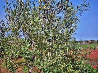 Appartamento Valbandon  37